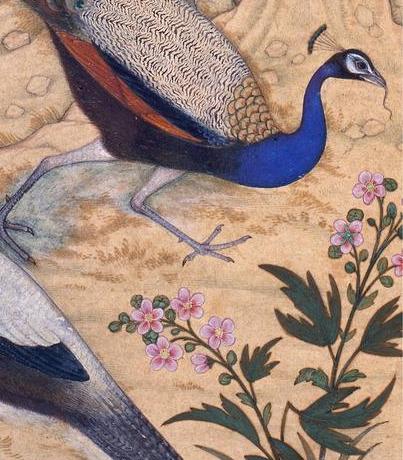 Detail: the peacock steps through blossoming shrubs.