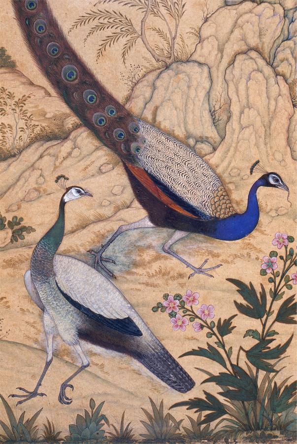 A peacock and peahen among flowering plants and rocky ground.